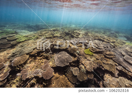 沖繩北部美麗的珊瑚礁 106202816