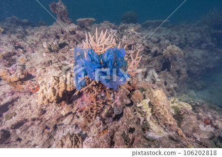 plastic bag caught in coral plastic bag caught in coral 106202818