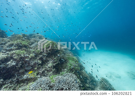 Underwater scenery in northern Okinawa 106202821