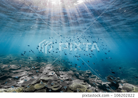 Underwater landscape with sunlight 106202822