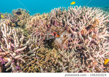 Clownfish living on a beautiful sea anemone Clownfish living on a beautiful sea anemone 106202824