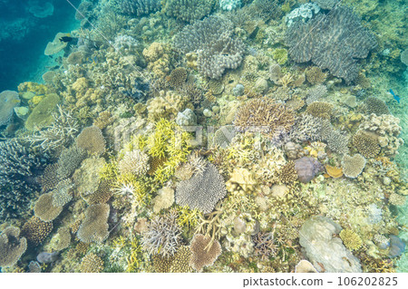 Coral field in northern Okinawa Coral field in northern Okinawa 106202825