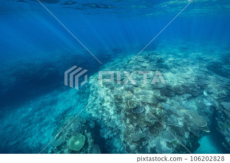 Coral reef shining in the clear sea Coral reef shining in the clear sea 106202828