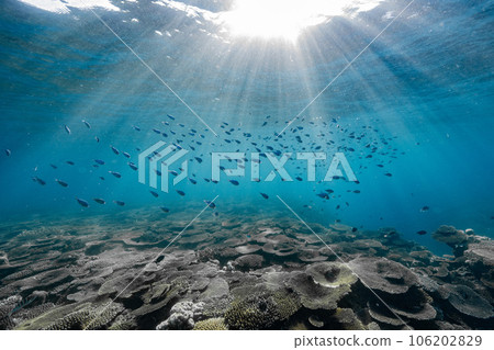 School of tropical fish and coral reef illuminated by light School of tropical fish and coral reef illuminated by light 106202829