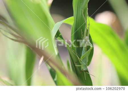 蝗蟲蛻皮 106202970