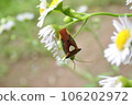 Esakimon 臭蟲棲息在花瓣上 106202972