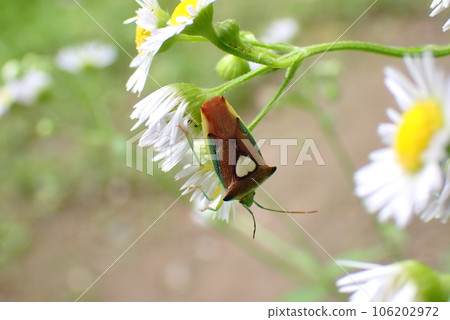 Esakimon 臭蟲棲息在花瓣上 106202972