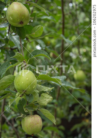 Green apples on a tree. Rainy day in orchard. Green apples with water drops on brunch. Apple garden after the rain. Autumn harvest. Farming concept. Beauty in nature. Juicy fruits. Organic food. Green apples on a tree. Rainy day in orchard. Green apples with water drops on brunch. Apple garden after the rain. Autumn harvest. Farming concept. Beauty in nature. Juicy fruits. Organic food. 106202975
