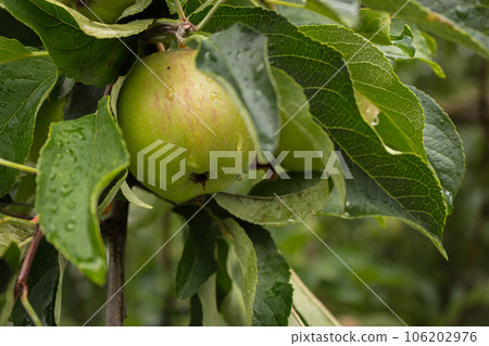 Green apples on a tree. Rainy day in orchard. Green apples with water drops on brunch. Apple garden after the rain. Autumn harvest. Farming concept. Beauty in nature. Juicy fruits. Organic food. Green apples on a tree. Rainy day in orchard. Green apples with water drops on brunch. Apple garden after the rain. Autumn harvest. Farming concept. Beauty in nature. Juicy fruits. Organic food. 106202976