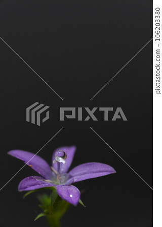 黑色背景上的紫色花朵 106203380