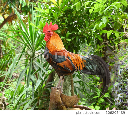 Red Junglefowl - Gallus gallus tropical bird Phasianidae. It is the primary progenitor of the domestic chicken Red Junglefowl - Gallus gallus tropical bird Phasianidae. It is the primary progenitor of the domestic chicken 106203489