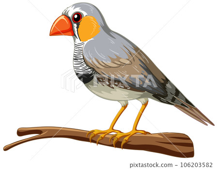The zebra finch bird standing on the white background The zebra finch bird standing on the white background 106203582