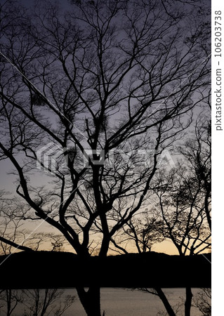 Trees stained in the sunset Trees stained in the sunset 106203738