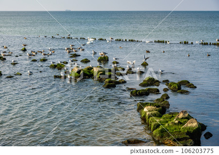 Seagulls sit on stones on Vistula Spit. Baltiysk. Russia 106203775