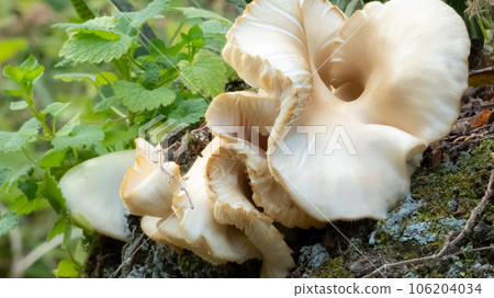 Undistorted Mushroom Undistorted Mushroom 106204034