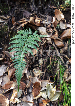 Fern plant image growing in the forest Fern plant image growing in the forest 106204035