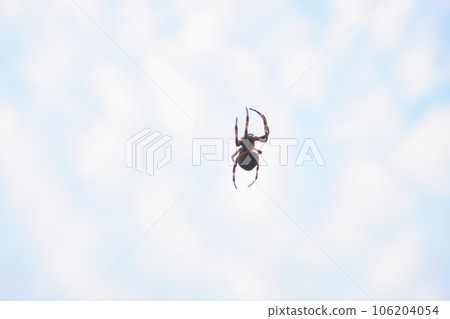 Autumn morning spiders and mackerel clouds Autumn morning spiders and mackerel clouds 106204054