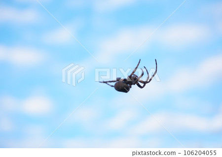 秋天的早晨蜘蛛和鯖魚雲 秋天的早晨蜘蛛和鯖魚雲 106204055