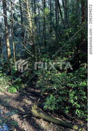 山中風景 山路 倒下的樹 冬季形象 106204072