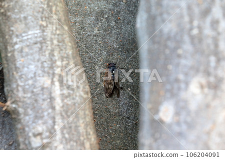 Brown cicada 106204091