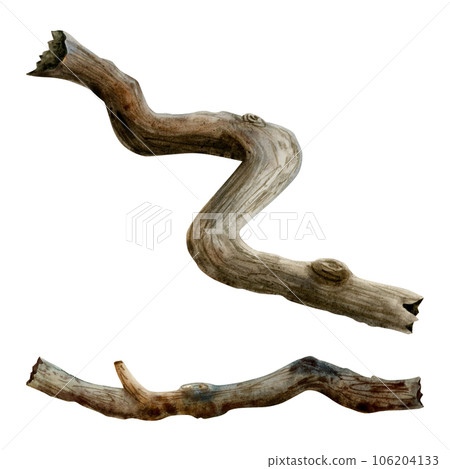 Tree roots, branches, twigs or trunks watercolor illustration set isolated on white background. Hand drawn forest nature clipart Tree roots, branches, twigs or trunks watercolor illustration set isolated on white background. Hand drawn forest nature clipart 106204133