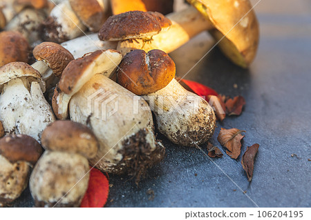 Autumn fall composition. Raw edible mushrooms Penny Bun on dark black stone shale background. Ceps over gray table. Cooking delicious organic mushroom gourmet food. Flat lay top view Autumn fall composition. Raw edible mushrooms Penny Bun on dark black stone shale background. Ceps over gray table. Cooking delicious organic mushroom gourmet food. Flat lay top view 106204195