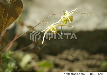 Freshwater leek 106204205