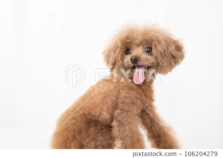 Bust-up of a toy poodle maron who turns around and smiles Bust-up of a toy poodle maron who turns around and smiles 106204279