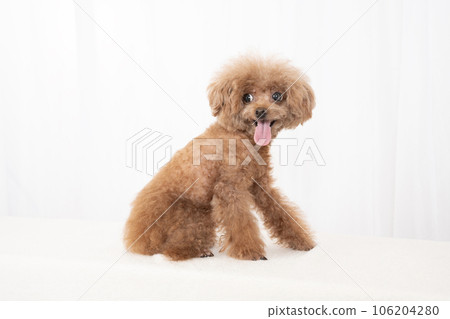 Marron the smiling toy poodle 106204280
