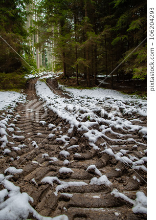 Abandoned Conifer Forest With Narrow Gravel Road In Lower Austria (Waldviertel) In Austria 106204293