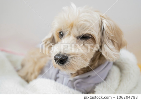 眨眼杏小狗【瑪普玩具貴賓犬】 106204788