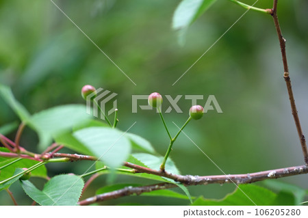 野櫻桃未成熟的果實 106205280