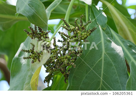 蒙帕諾果 蒙帕諾果 106205361