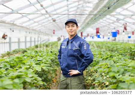 Strawberry farmer man Strawberry farmer man 106205377
