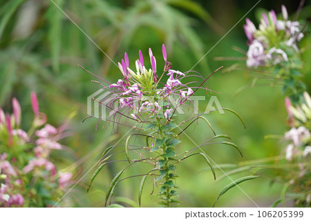 Hors d'Oeuvres花 106205399