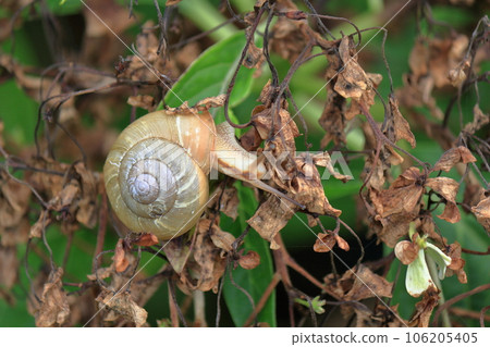 蝸牛的特寫鏡頭 106205405