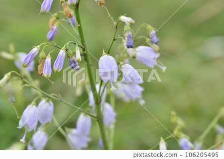 [北海道濱頓別町]單板原始花園的野草（Tsuriganen胡蘿蔔） 106205495
