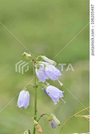 [Hokkaido Hamatonbetsu Town] Wild grasses of veneer primeval flower garden (Tsuriganen carrot) 106205497