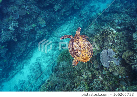 Sea turtle swimming elegantly 106205738