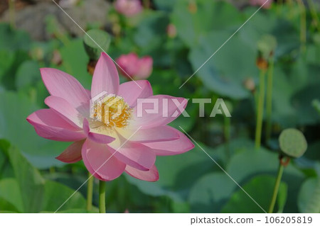 [Video included] Lotus flower, Oga lotus 106205819