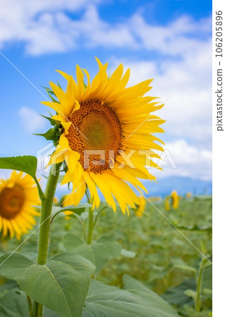 Sunflower 5 Sunflower 5 106205896