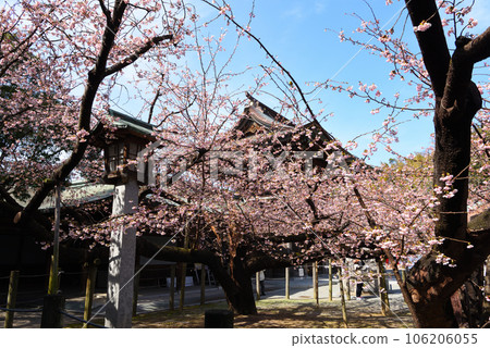 宮地岳神社的櫻花 宮地岳神社的櫻花 106206055