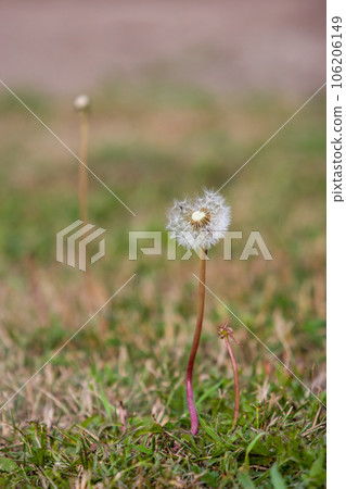 Delicate dandelion with parachutes in the grass. Nearby showered little dandelion. Selective focus. Vertical frame. Delicate dandelion with parachutes in the grass. Nearby showered little dandelion. Selective focus. Vertical frame. 106206149