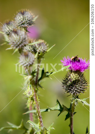 Blooming plant spines with a purple flower with a bumblebee and a blurred green background. Blooming plant spines with a purple flower with a bumblebee and a blurred green background. 106206150