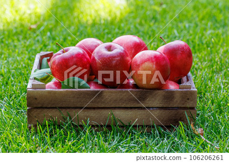 Wooden box with fresh red apples Wooden box with fresh red apples 106206261