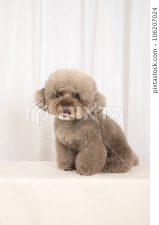 Toy poodle sweet potato smiling by the window 106207024
