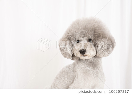 Bust up of Amul of toy poodle 106207217