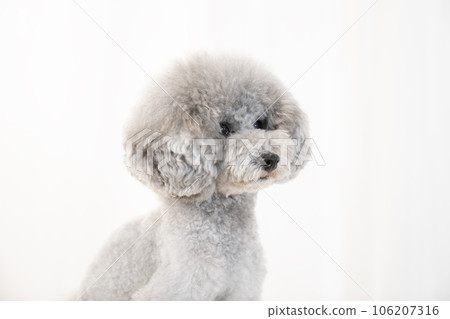 玩具貴賓犬 Amul 的胸圍 玩具貴賓犬 Amul 的胸圍 106207316