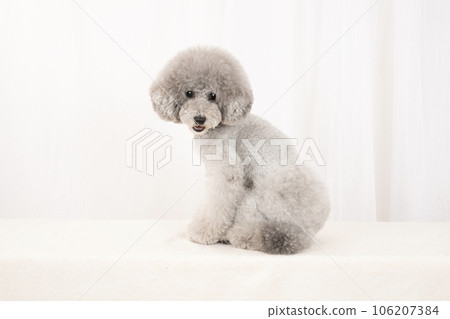 Amru the toy poodle turns around and smiles 106207384