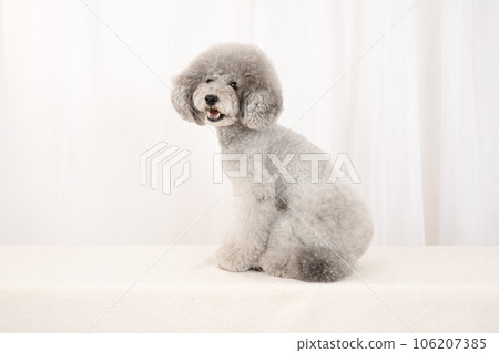 Amru the toy poodle turns around and smiles 106207385